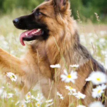 Brown Dog Sitting in a Field of Daisies Brown Dog Sitting in a Field of Daisies
