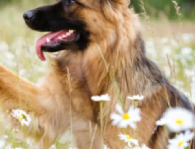 Brown Dog Sitting in a Field of Daisies Brown Dog Sitting in a Field of Daisies