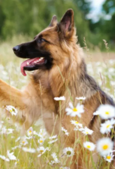 Brown Dog Sitting in a Field of Daisies