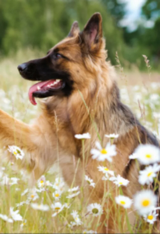 Brown Dog Sitting in a Field of Daisies Brown Dog Sitting in a Field of Daisies