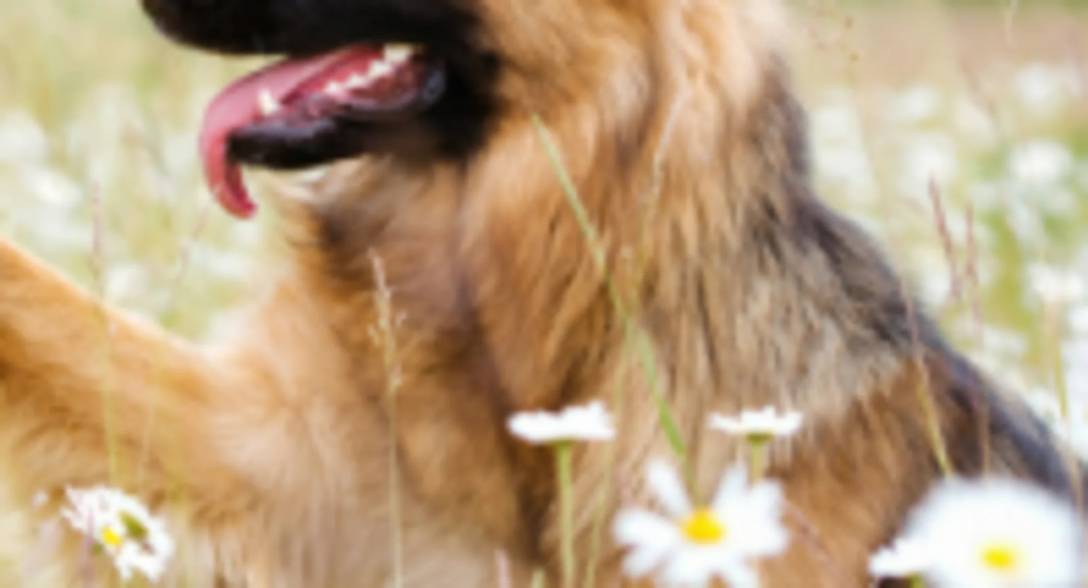 Brown Dog Sitting in a Field of Daisies Brown Dog Sitting in a Field of Daisies