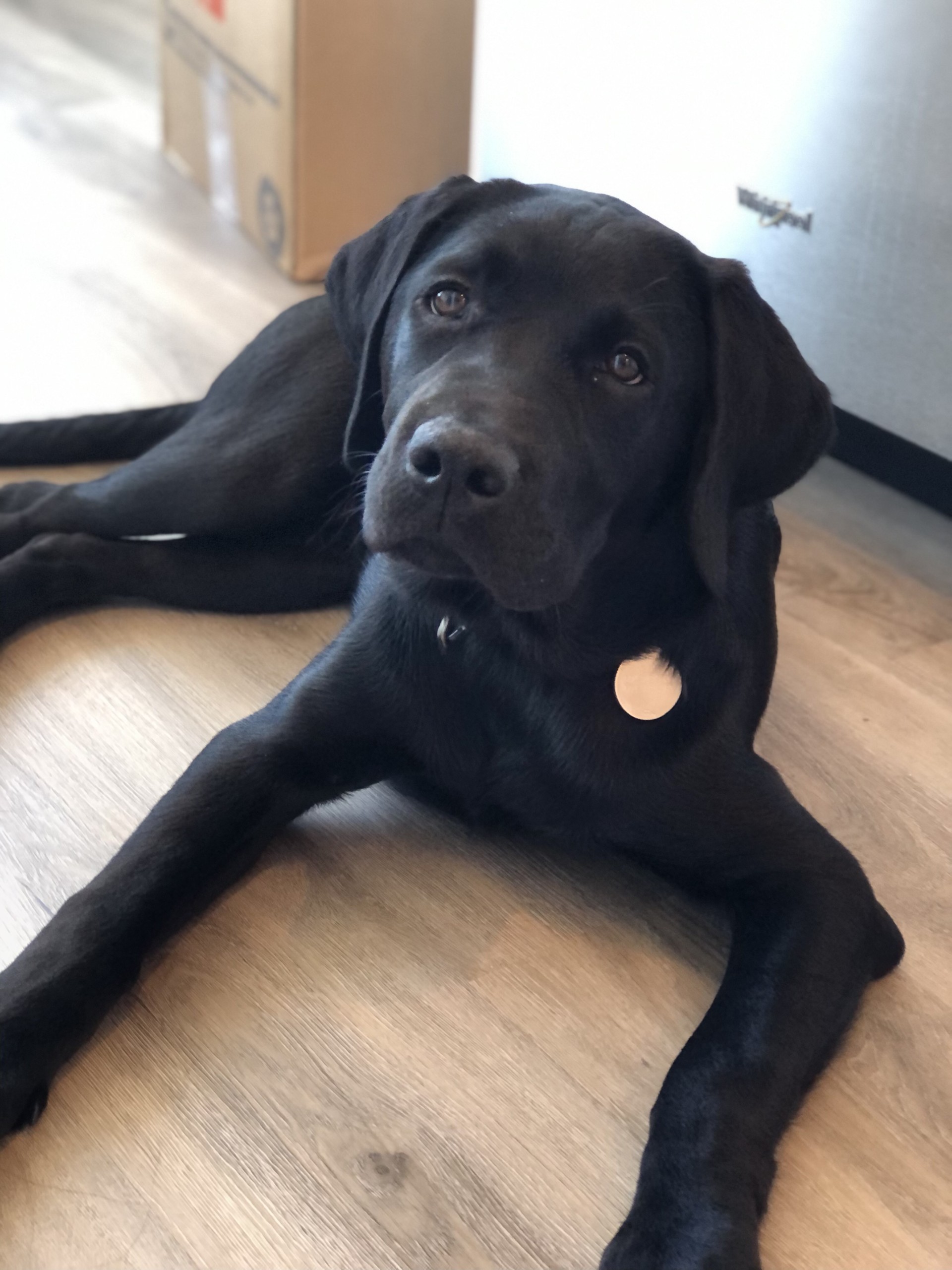 Black lab laying down on a wooden floor