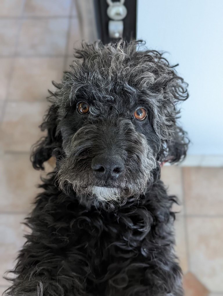 A grey dog facing the camera 
