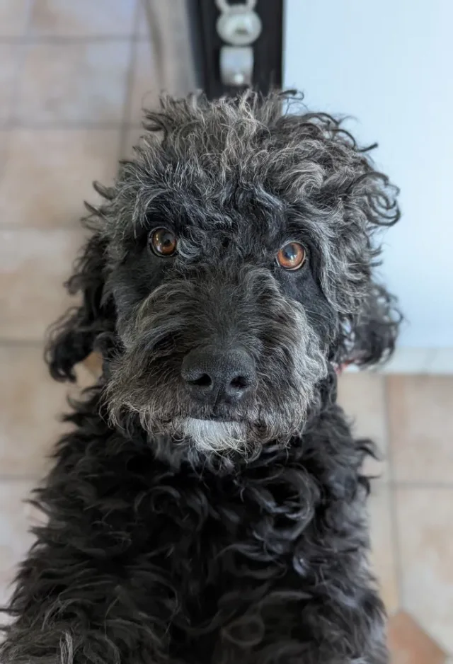 A grey dog facing the camera 