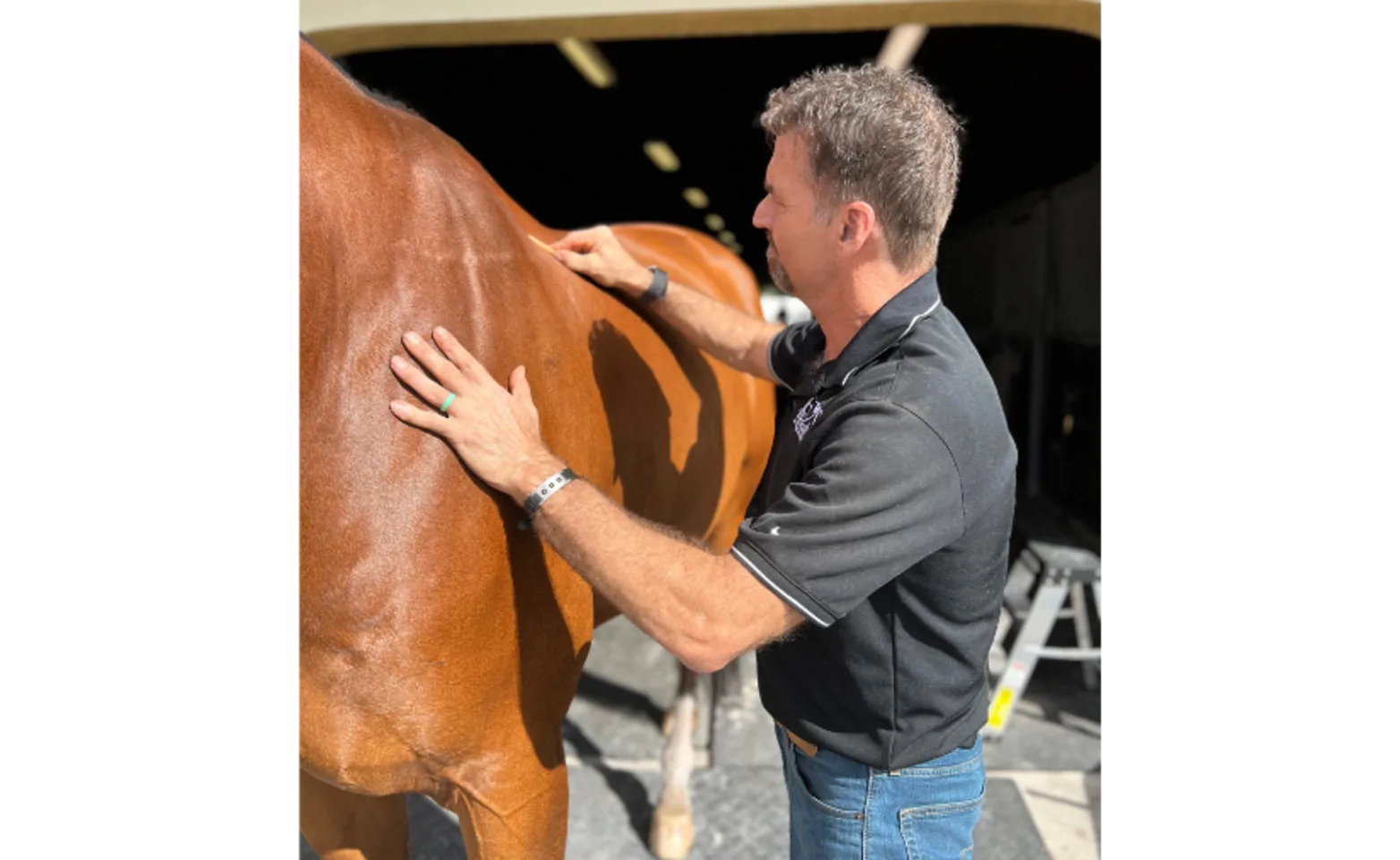 Chiropractor working on horse