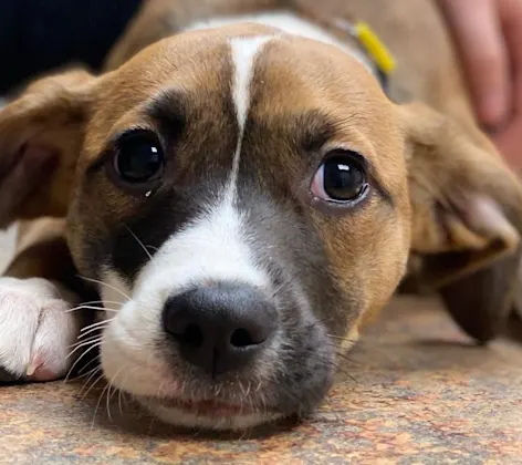 A dog laying on a table A dog laying on a table