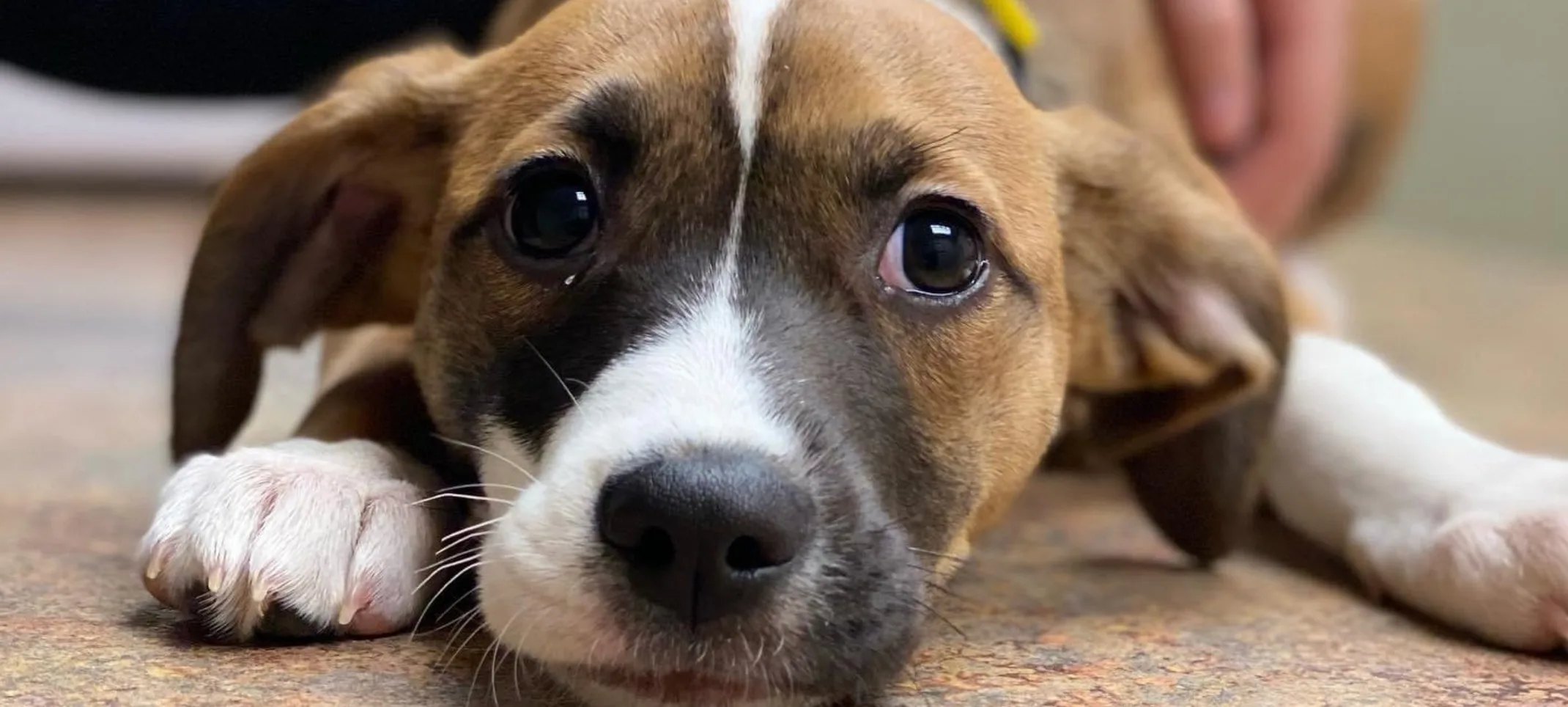 A dog laying on a table A dog laying on a table