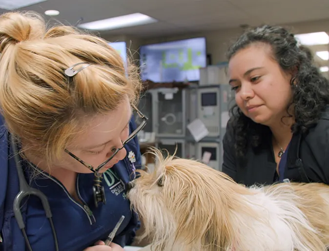 Two staff members caring for an orange and white dog