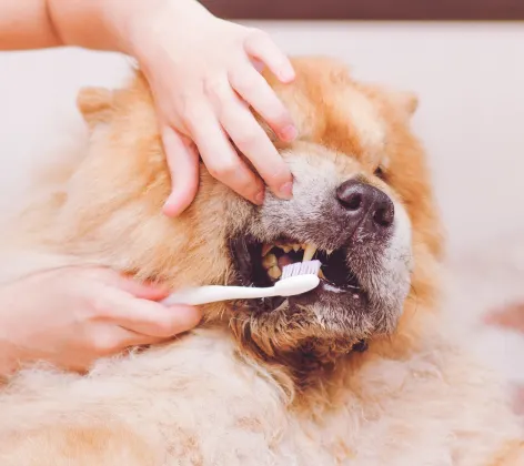 Dog getting its teeth brushed with toothbrush 