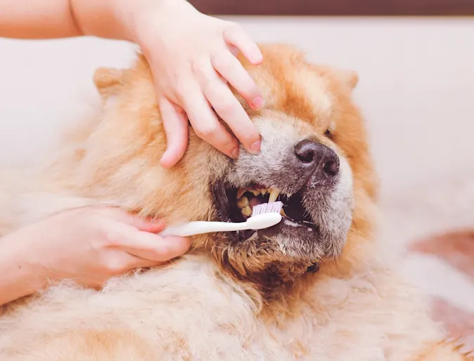 Dog getting its teeth brushed with toothbrush 