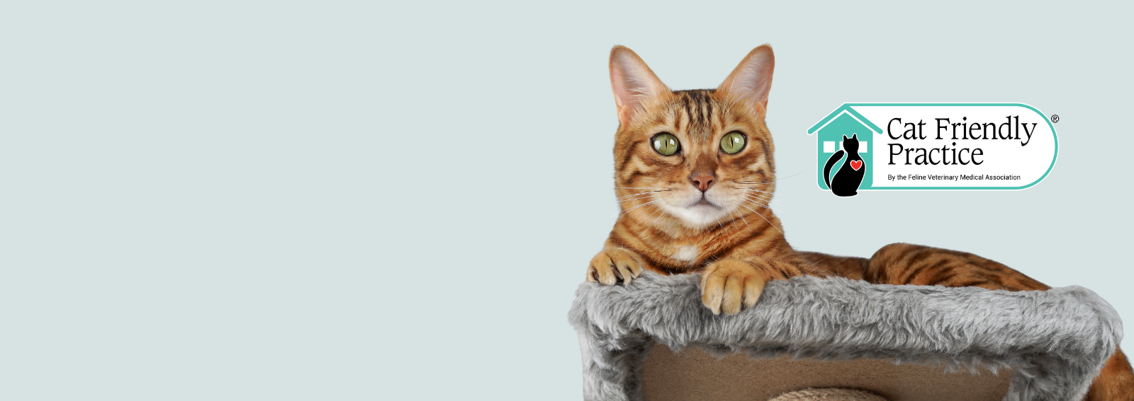 Cat sitting on cat tree