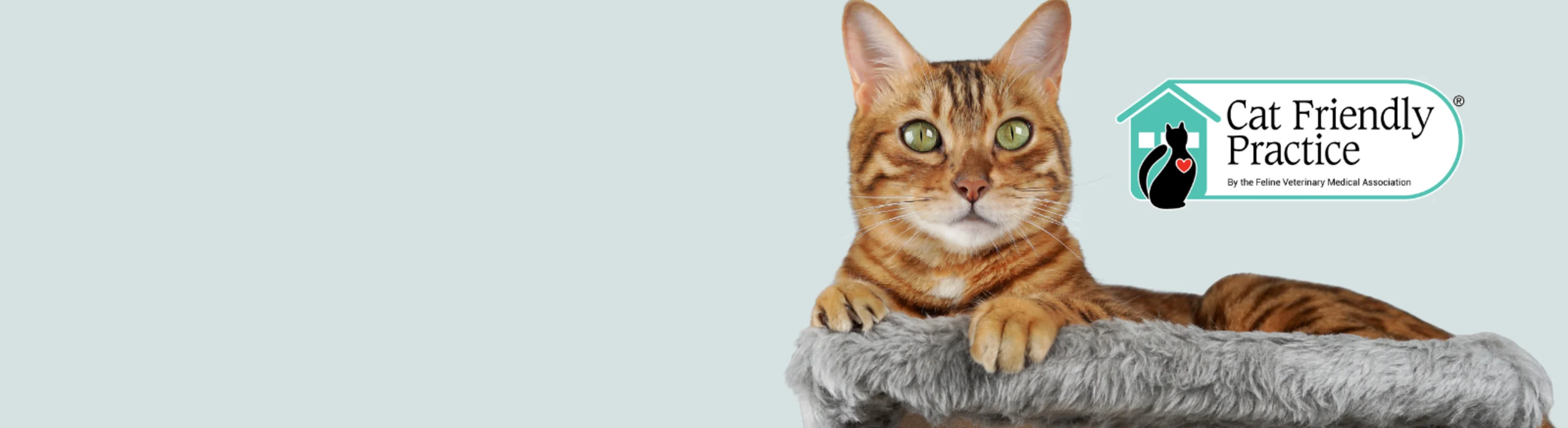 Cat sitting on cat tree Cat sitting on cat tree