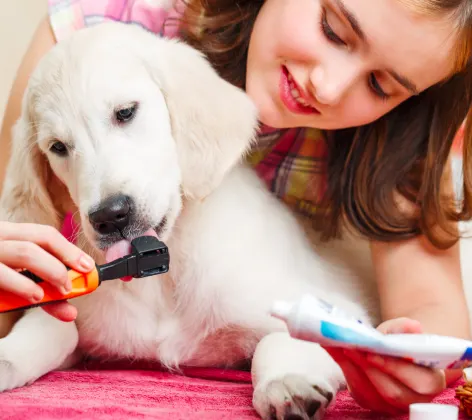 Puppy dental cleaning