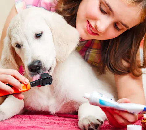 Puppy dental cleaning Puppy dental cleaning