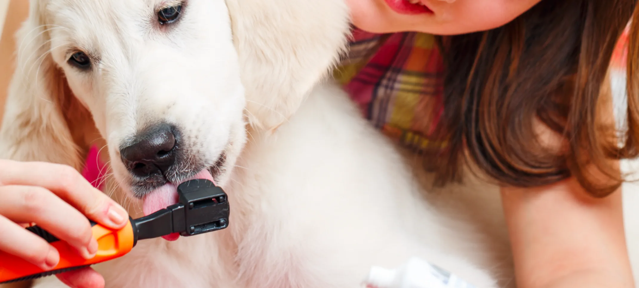 Puppy dental cleaning