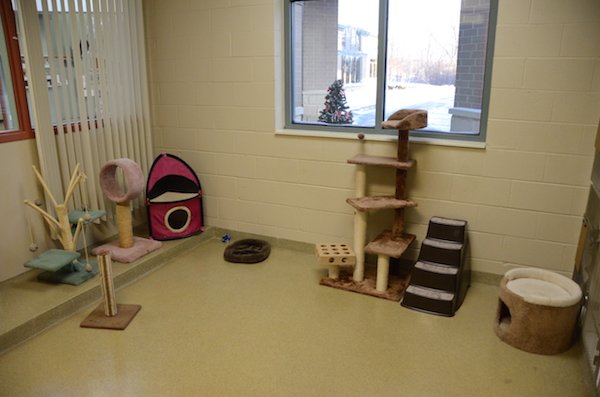 Elmhurst Animal Care Center Cat boarding