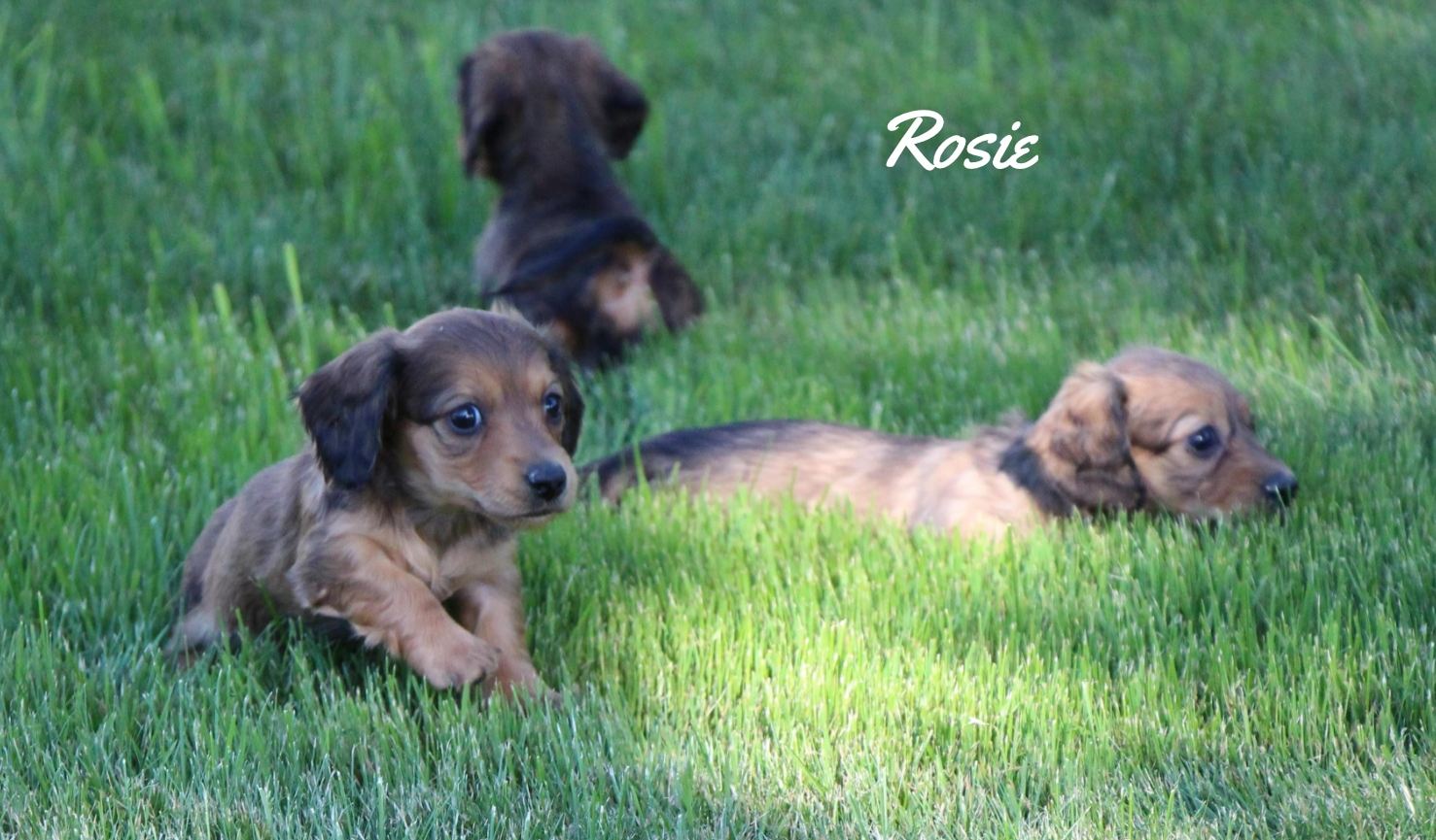 Small brown/black dog named Rosie playing in the grass with other dogs