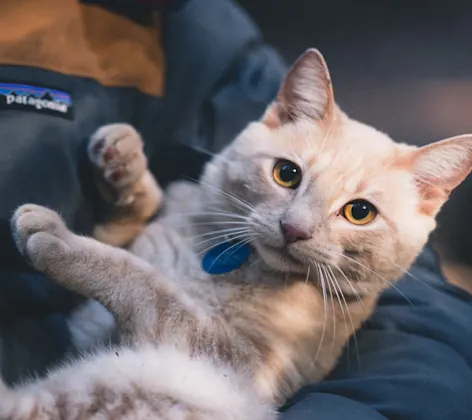 A grey cat in someone's arms A grey cat in someone's arms