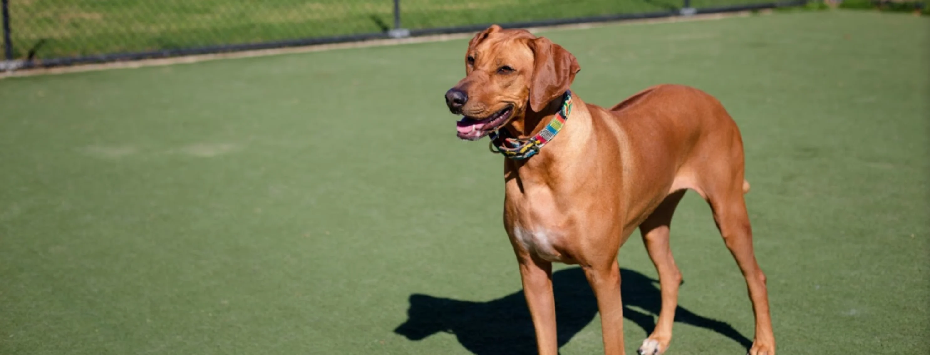 Dog on play field Dog on play field