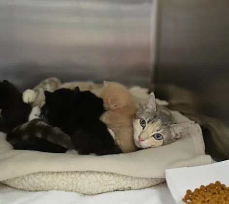 Cat with kittens at Animal Medical Center of Hattiesburg. Cat with kittens at Animal Medical Center of Hattiesburg.