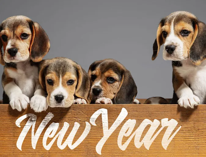 Four brown and white Beagle Puppies are inside a wooden New Years crate.