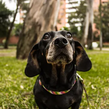dog at park dog at park