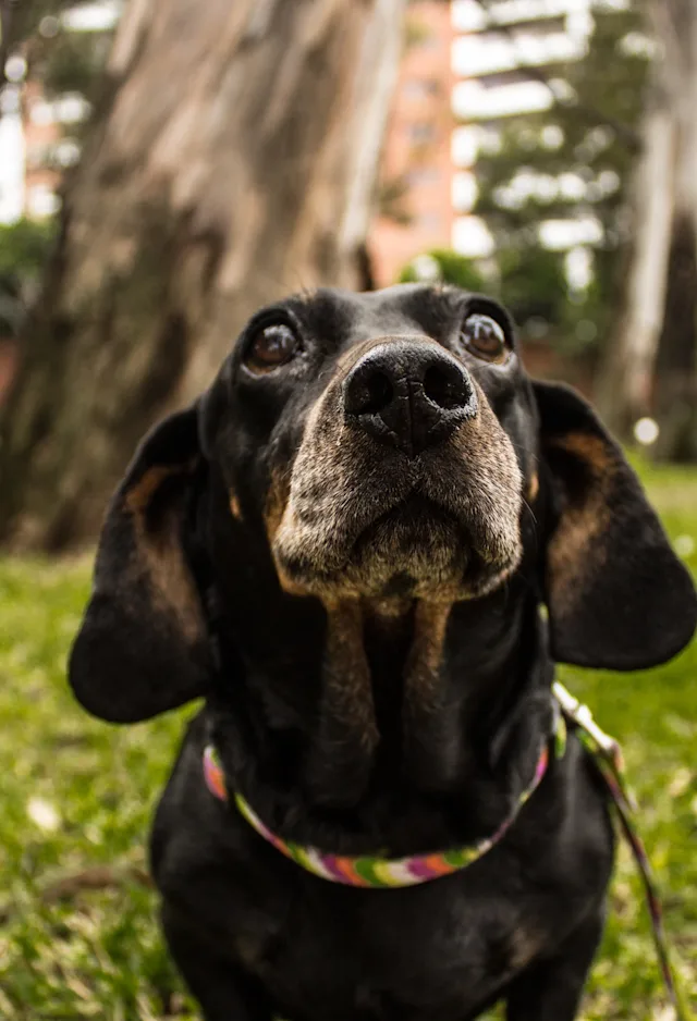 dog at park dog at park