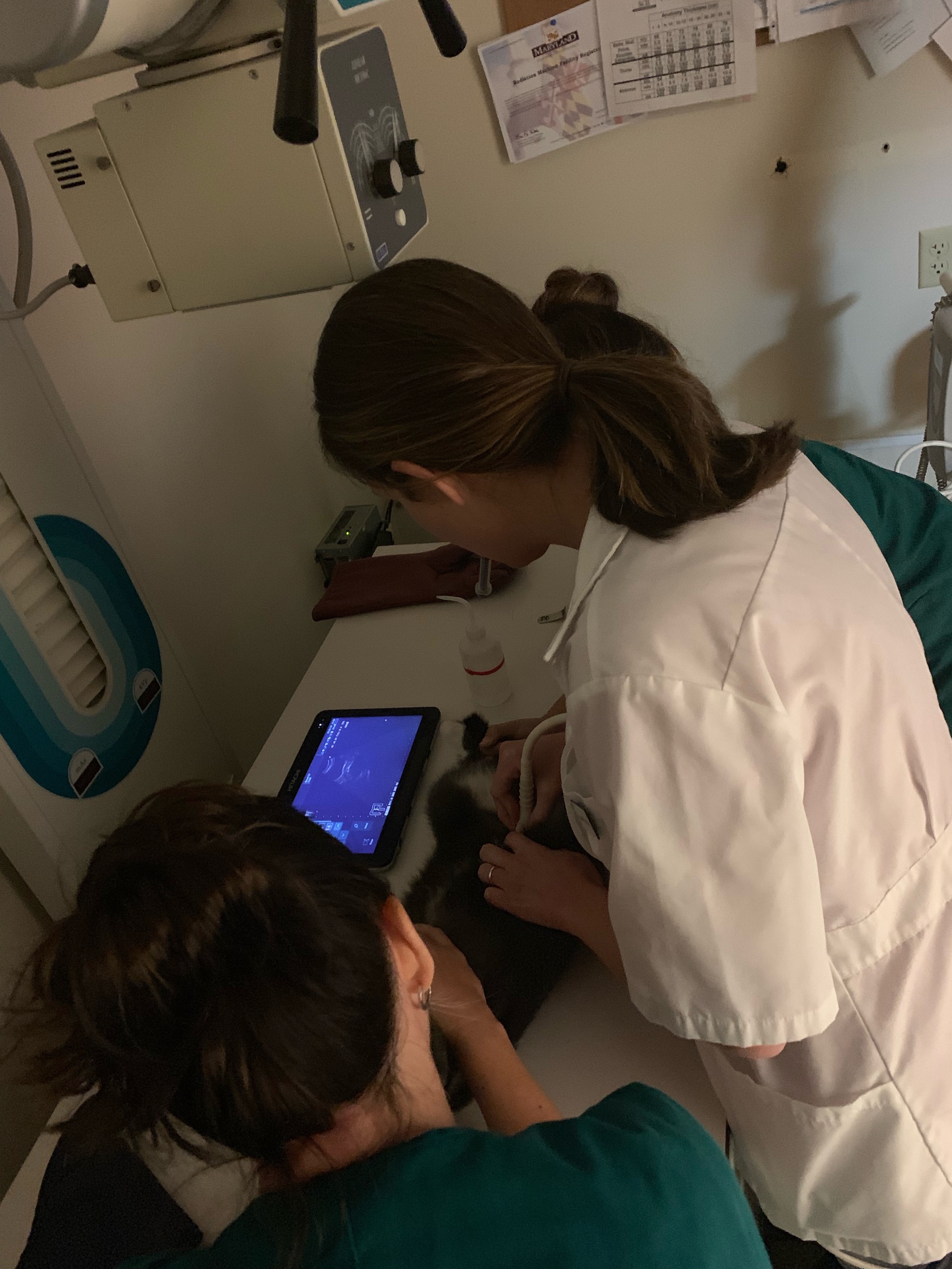 Greenbrier Veterinary Clinic Xray Exam