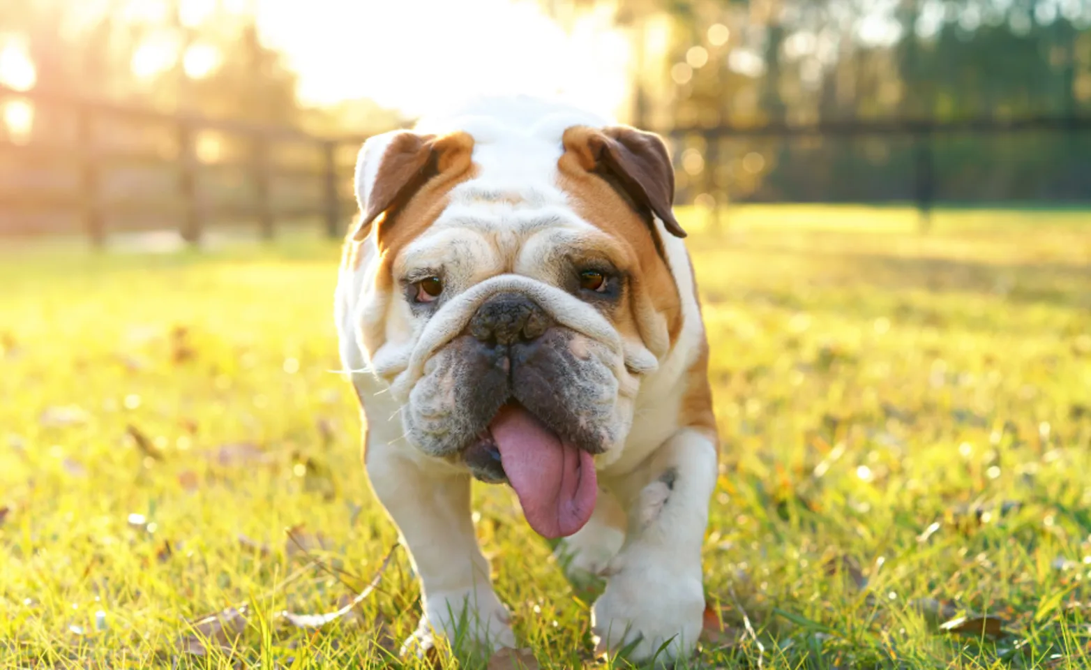 English bulldog walking in the grass English bulldog walking in the grass