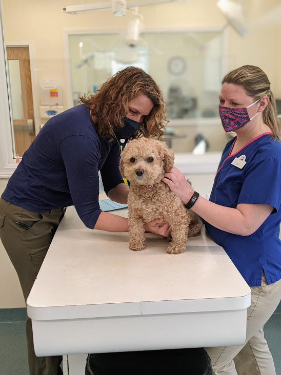Veterinary staff examining small curly-haired dog