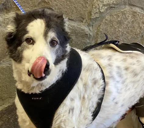 Dog on a leash licking its nose