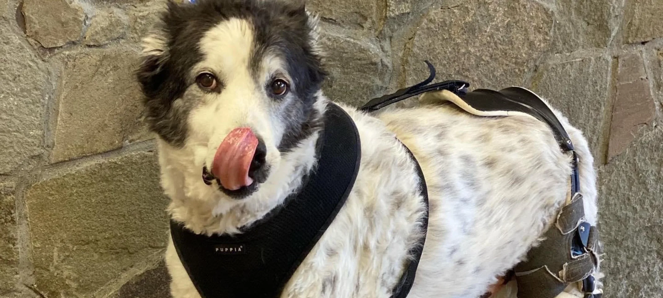 Dog on a leash licking its nose Dog on a leash licking its nose