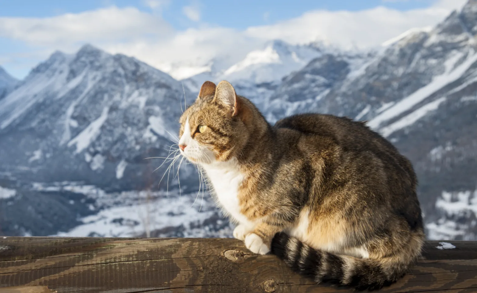 A cat looking to the left with snowy mountains in the background