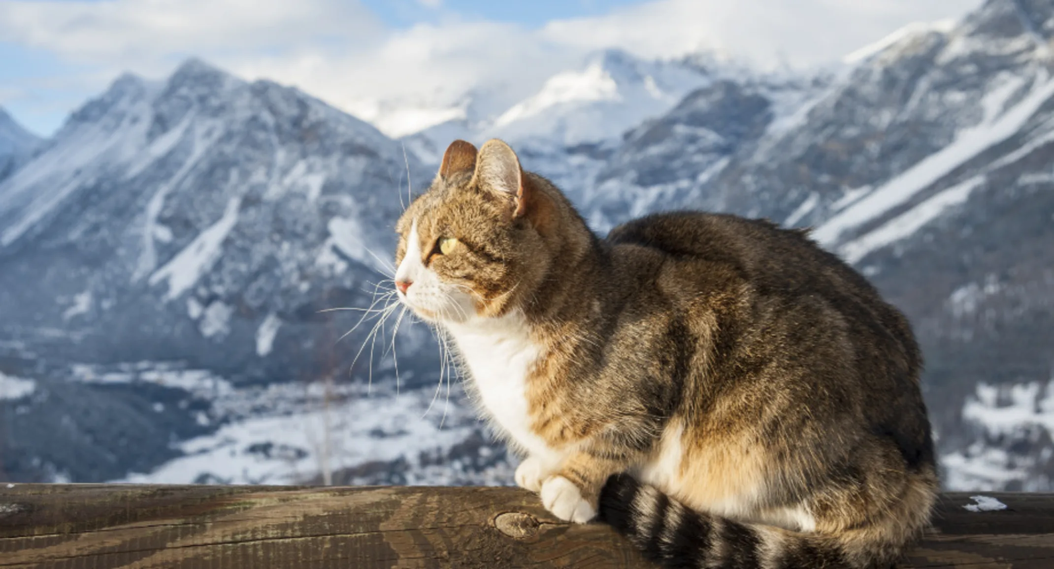 A cat looking to the left with snowy mountains in the background