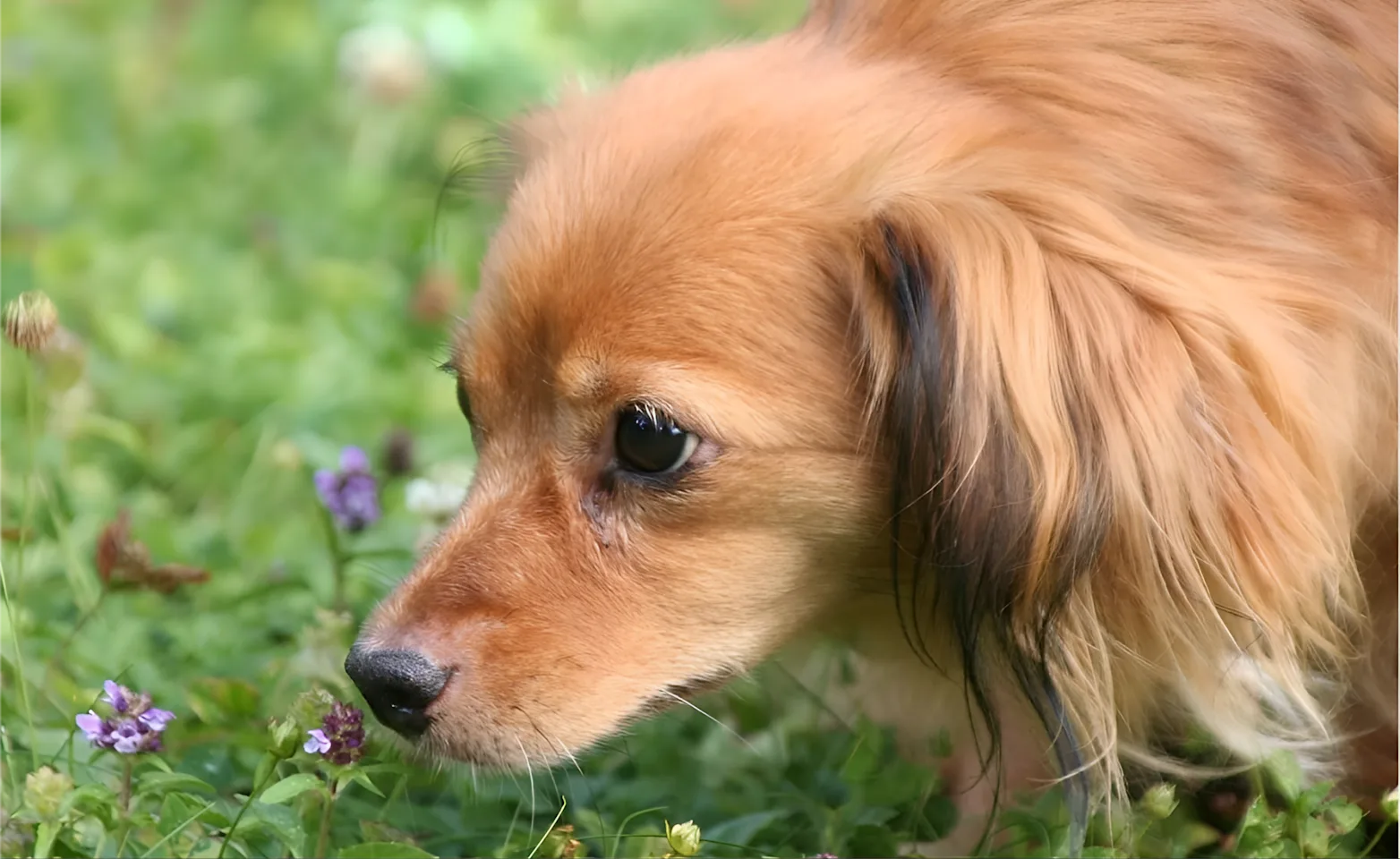 Dog with flower and grass Dog with flower and grass