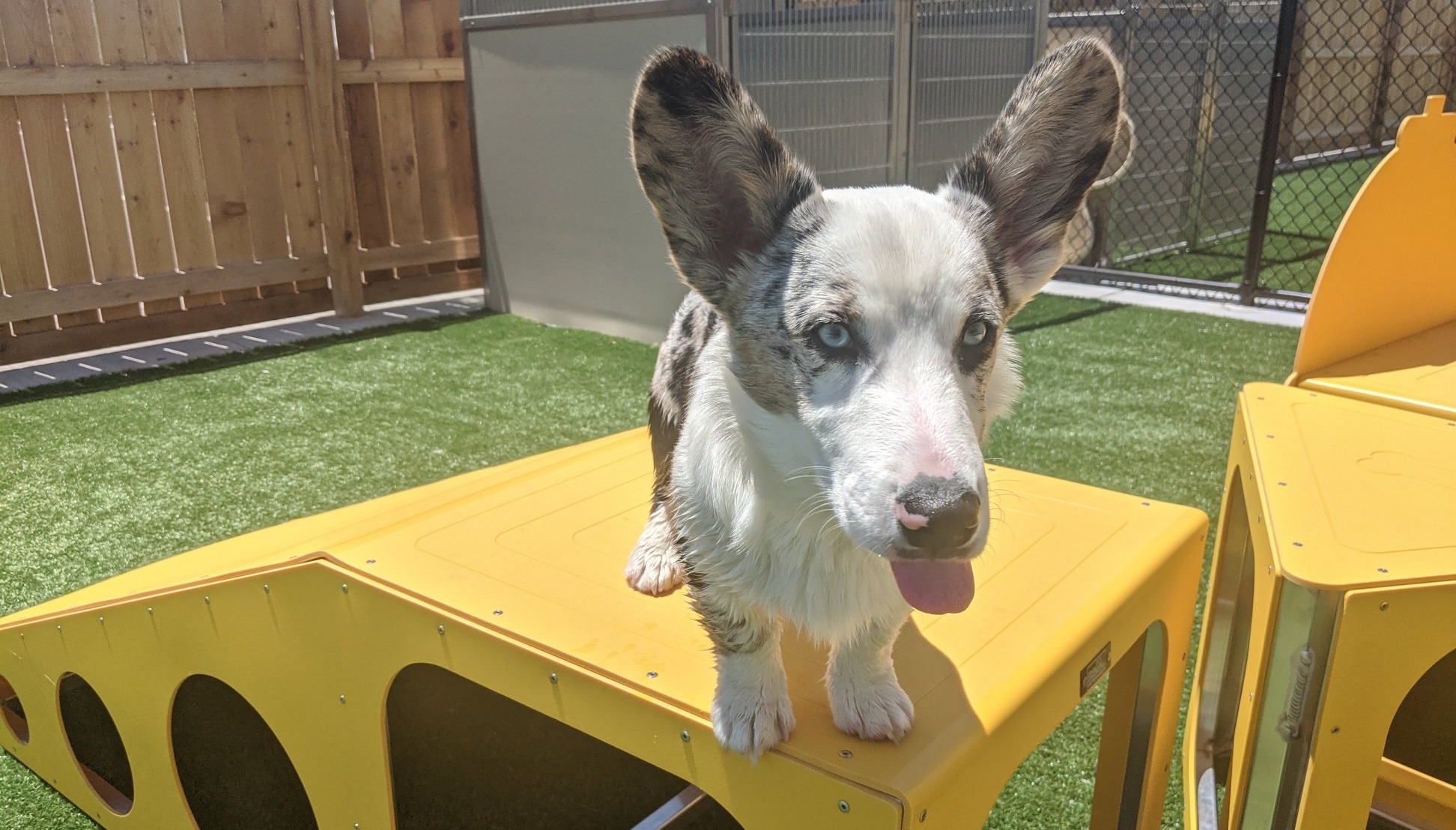 Dog on Yellow Play Area