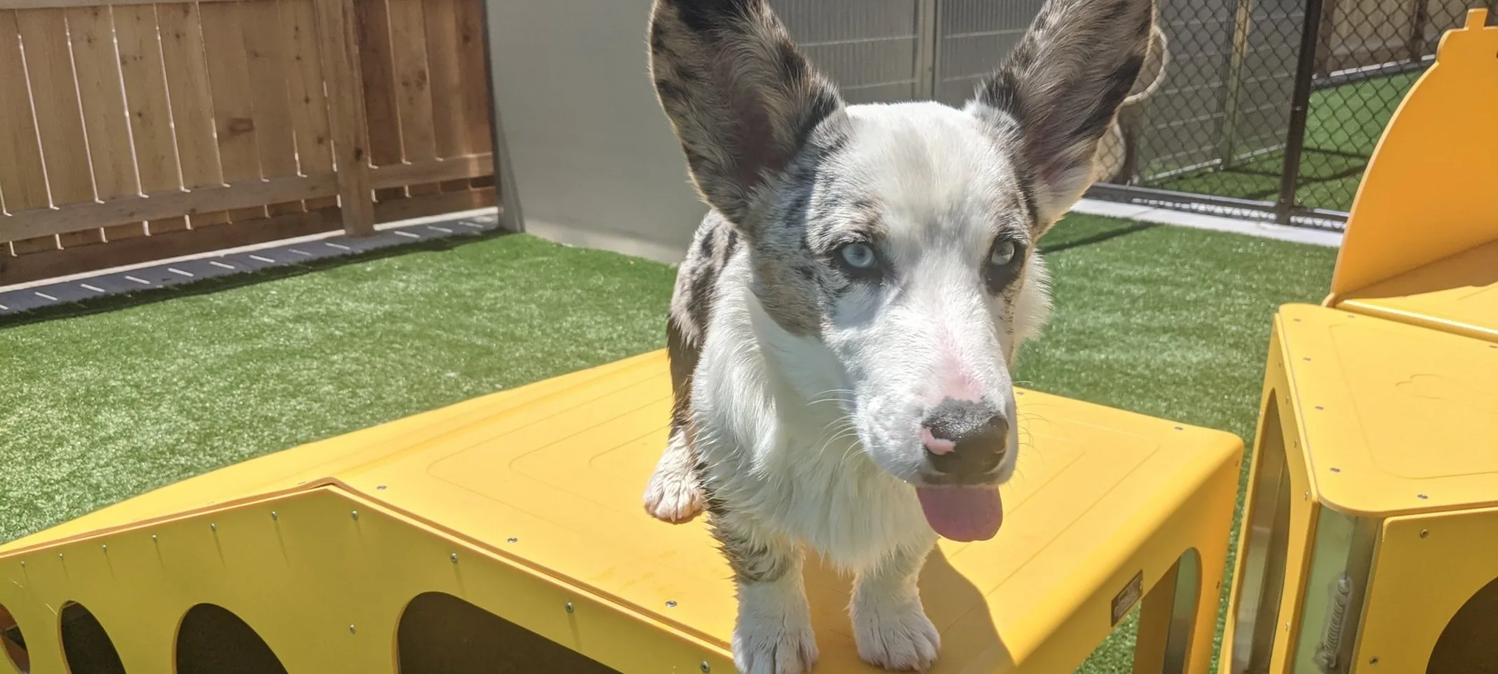 Dog on Yellow Play Area