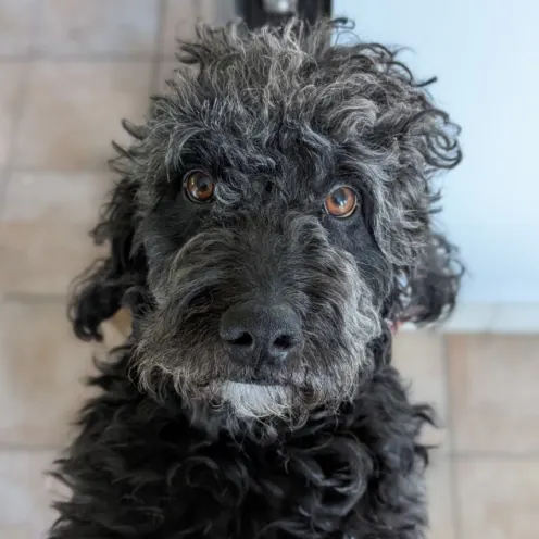 A photo of a dark, curly-haired dog named Mowgli.