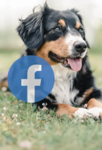 Facebook Image click to link to their Facebook Page.  It's a black shaggy dog on a grassy field at a park.