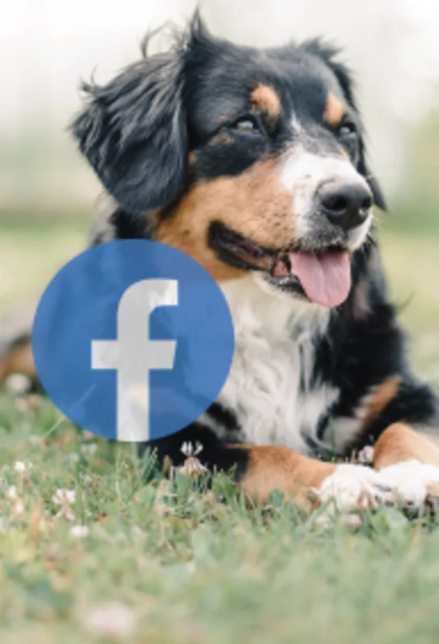 Facebook Image click to link to their Facebook Page.  It's a black shaggy dog on a grassy field at a park. Facebook Image click to link to their Facebook Page.  It's a black shaggy dog on a grassy field at a park.