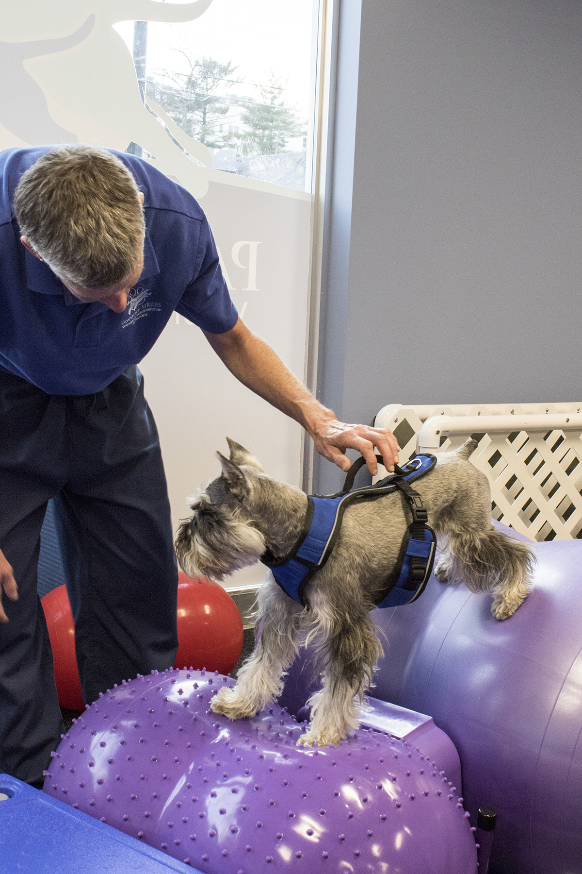 Dog undergoing rehabilitation therapy with a yoga ball.