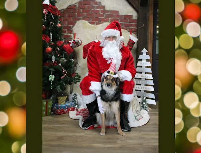 Dog Wearing Elf Hat Sitting with Santa Dog Wearing Elf Hat Sitting with Santa