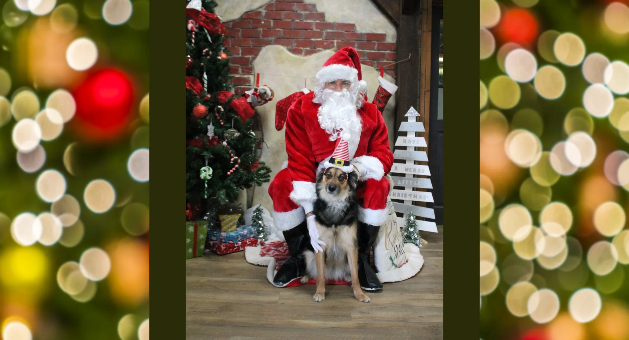 Dog Wearing Elf Hat Sitting with Santa Dog Wearing Elf Hat Sitting with Santa