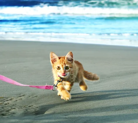 Yellow Tabby Kitten is running on a sandy beach with a pink leash on her. Yellow Tabby Kitten is running on a sandy beach with a pink leash on her.