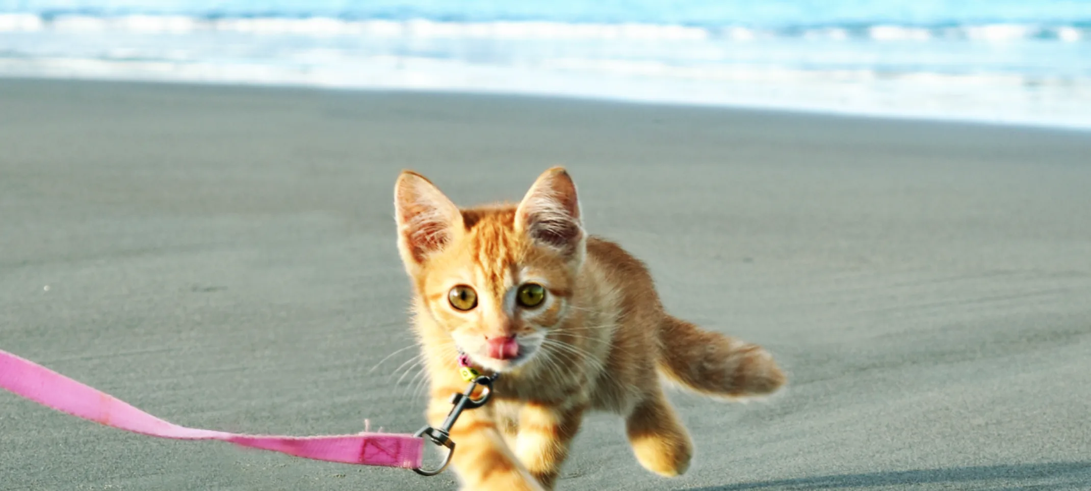 Yellow Tabby Kitten is running on a sandy beach with a pink leash on her.