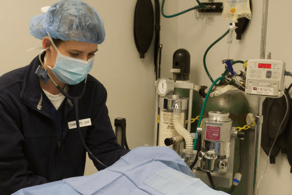 Strawbridge Animal Care's medical room 3 where there is a female Licensed Veterinary Technician about to look at an animal patient. The patient is covered under a blue blanket and she is checking for a heart beat with her stethoscope.
