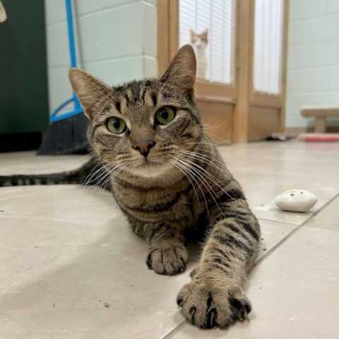 A gray cat on the floor