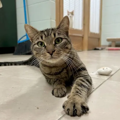 A gray cat on the floor A gray cat on the floor
