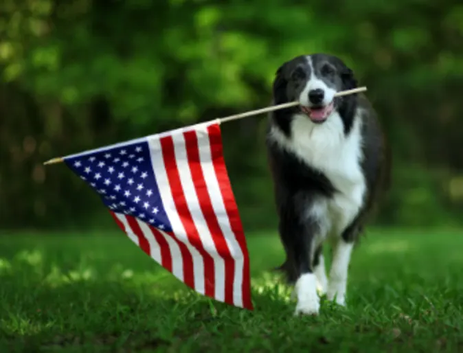 Dog Walking with American Flag in the Forest Dog Walking with American Flag in the Forest