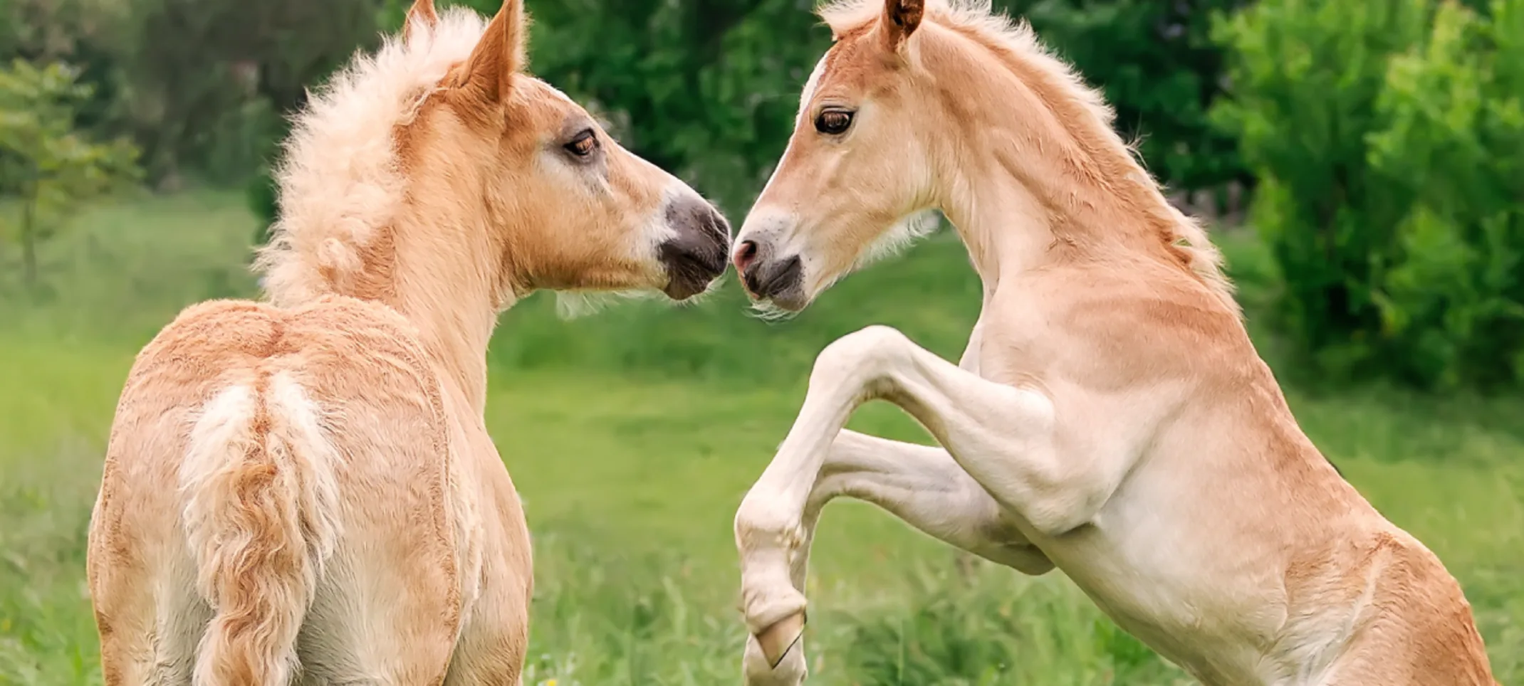 Baby Horses in Grass playing